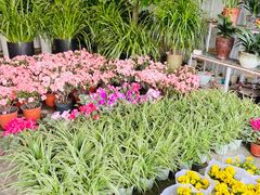 -金科花卉市场