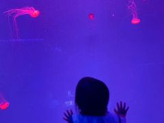 -芜湖新华联大白鲸海洋公园