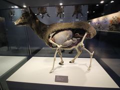 -青藏高原自然博物馆