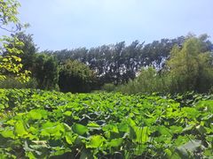 -溱湖国家湿地公园