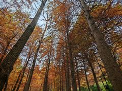 -南京市无想山景区