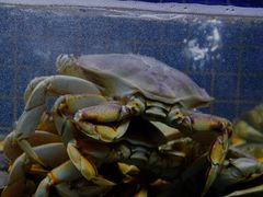 -徐记海鲜(汉城湖|太奥店)