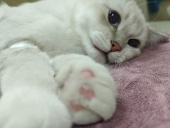 -动物缘宠物医院·骨科·猫科(西二环店)