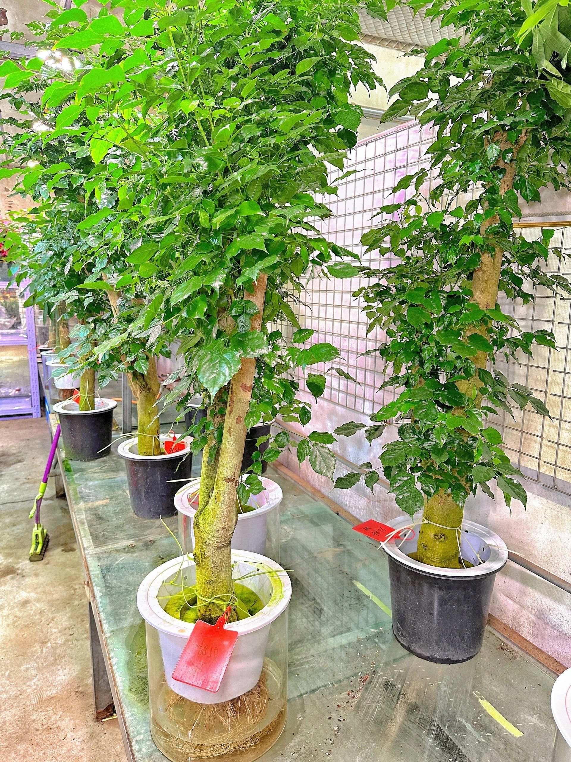 94北京最大花卉绿植市场,逛到停不下来!98