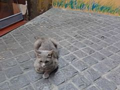 -猫岛主趣味餐厅(鼓浪屿店)