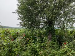 -西青郊野公园