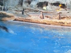 -帝企鹅自助餐厅•儿童岛•真企鹅(长隆企鹅酒店)