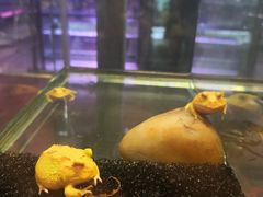 -大自然花鸟鱼虫市场