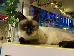 -猫小院猫主题咖啡厅(北锣店)