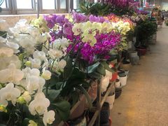 -双季花艺园艺市场(浦东店)