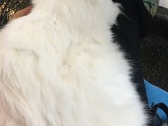 -Anne猫窝咖啡屋