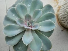 -玉苍山国家森林公园