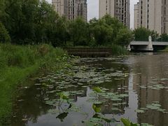 -新江湾城公园