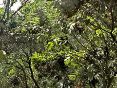 -黄埔荔枝公园