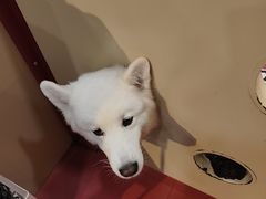 -和它·交个朋友·狗咖猫咖(爱琴海店)