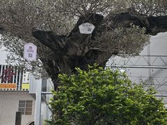 -陈村花卉小镇-花卉世界