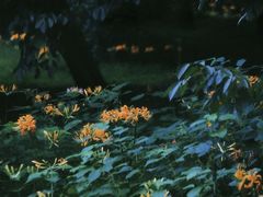 -杭州植物园