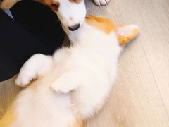 -浣熊柯尔鸭土拨鼠·电玩咖