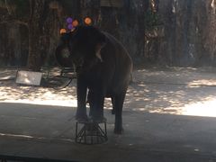 -是拉差龙虎园(Permanently closed)