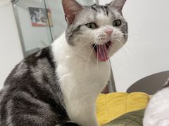 -有喵·猫咖·狗咖·30几只猫10只小狗(岗厦店)