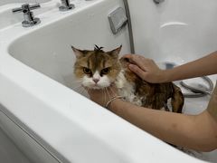 -爱洗澡的猫(天河路店)