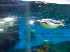 -悉尼海洋生物水族馆
