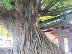 -神光山国家森林公园