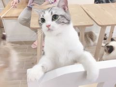 -李小姐の猫咖啡馆(五角场店)