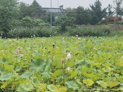 -温江公园