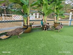 -清远熹乐谷温泉度假酒店