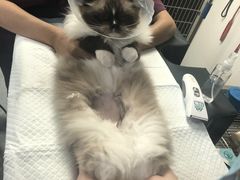 -爱诺耐芙动物医院(万博店)