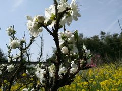 -南汇桃花村