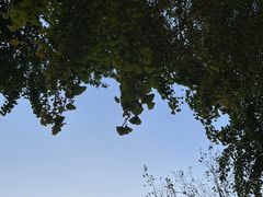-自如ZSPACE四合院艺术餐厅
