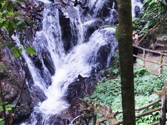 -莫里热带雨林景区