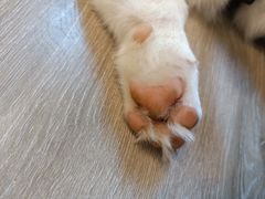 -浣熊柯尔鸭土拨鼠·电玩咖