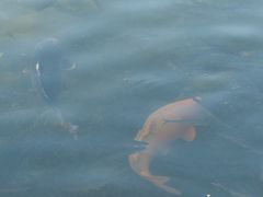 -西湖外事游船(花港观鱼码头)