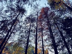 -深圳仙湖植物园