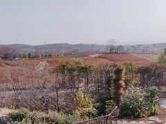 -大塘金香草谷