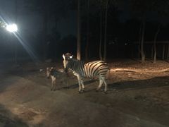 -清迈夜间动物园
