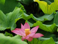 -荷塘月色湿地公园·向阳花洲