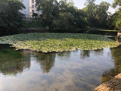 -荔枝公园(福田区)