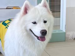 -怪兽屋·羊驼·猫咖·狗咖(俊华广场店)