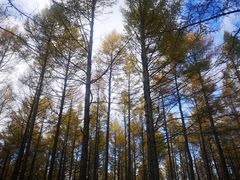 -塞罕坝国家级自然保护区