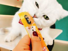 -飞行喵MR PILOT|猫舍·猫咖(静安大融城店)