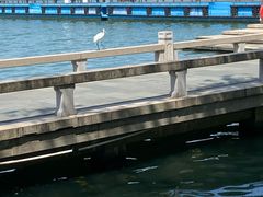 -金鸡湖景区