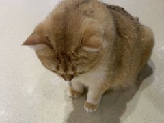 -藏猫猫咖啡主题馆(中央大道店)