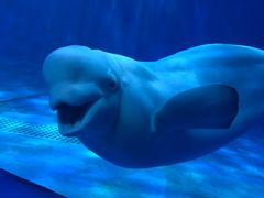 -多彩贵州城极地海洋世界