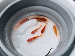 -幽岚山·童话森林