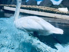 -海合安青岛极地海洋公园