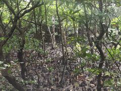 -东寨港红树林旅游区